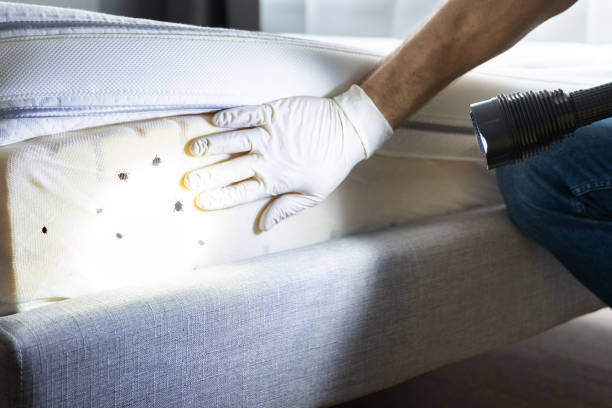 Best Pest Removal Services  in Anton, TX