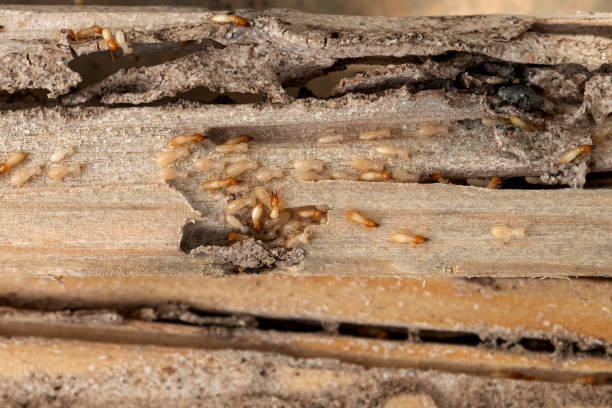 Best Residential Pest Control  in Anton, TX