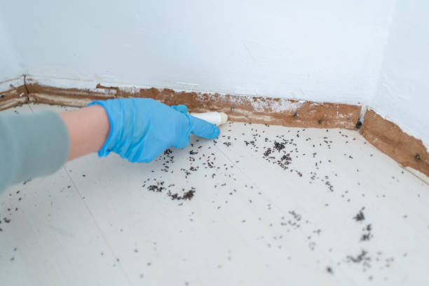 Best Affordable Pest Control Services  in Anton, TX